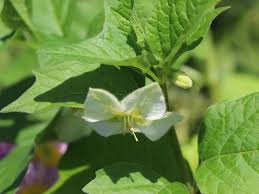 Image result for Lampionblume