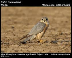 Image result for Falco columbarius