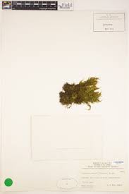 Attēlu rezultāti vaicājumam “Pseudoleskeella nervosa”