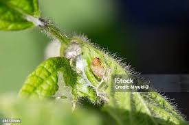 Attēlu rezultāti vaicājumam “Pleuroptya ruralis”