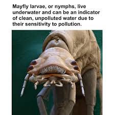 Attēlu rezultāti vaicājumam “Ephemeroptera larvae”