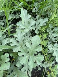 Attēlu rezultāti vaicājumam “Citrullus lanatus leaf”