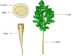 Attēlu rezultāti vaicājumam “Pastinaca sativa subsp. sylvestris fruit”