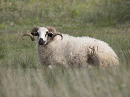 Attēlu rezultāti vaicājumam “Ovis aries juvenile”