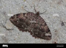 Attēlu rezultāti vaicājumam “Triphosa dubitata”