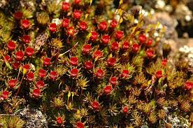Attēlu rezultāti vaicājumam “Polytrichum piliferum”