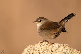 Image result for Cettia cetti