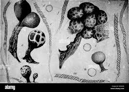 Attēlu rezultāti vaicājumam “Trichia erecta stalked”