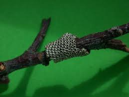 Attēlu rezultāti vaicājumam “Malacosoma neustria larva”