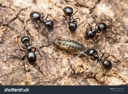 Attēlu rezultāti vaicājumam “Lasius fuliginosus”