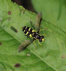 Attēlu rezultāti vaicājumam “Xanthogramma sp.”