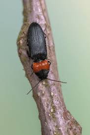 Attēlu rezultāti vaicājumam “Cardiophorus ruficollis”