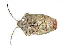 Attēlu rezultāti vaicājumam “Elasmucha grisea imago”