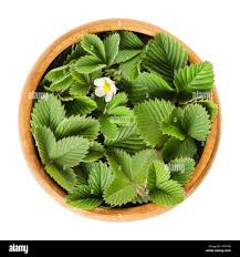 Attēlu rezultāti vaicājumam “Fragaria moschata leaf”