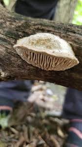 Attēlu rezultāti vaicājumam “Daedalea quercina”