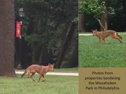 Image result for Hartlepool Coyotes