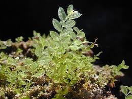 Attēlu rezultāti vaicājumam “Mnium stellare”