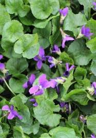 Attēlu rezultāti vaicājumam “Viola odorata”