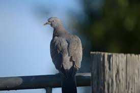 Image result for Columba palumbus