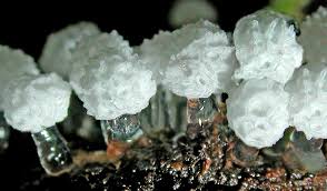 Attēlu rezultāti vaicājumam “Ceratiomyxa morchella macro”