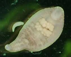 Attēlu rezultāti vaicājumam “Hirudinea”