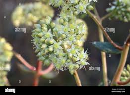 Attēlu rezultāti vaicājumam “Hylotelephium maximum flower”