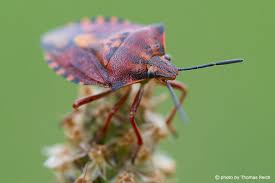 Attēlu rezultāti vaicājumam “Heteroptera”