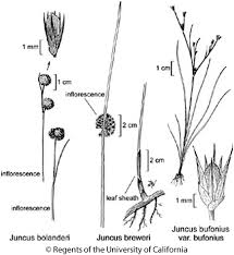 Attēlu rezultāti vaicājumam “Juncus bufonius bud”