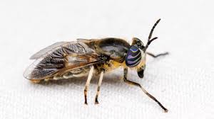 Attēlu rezultāti vaicājumam “Heptatoma pellucens”