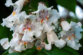 Attēlu rezultāti vaicājumam “Catalpa”