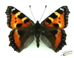 Attēlu rezultāti vaicājumam “Aglais urticae underside”
