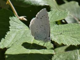 Attēlu rezultāti vaicājumam “Celastrina argiolus”
