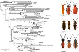 Attēlu rezultāti vaicājumam “Coleoptera”