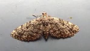 Attēlu rezultāti vaicājumam “Eupithecia tantillaria”