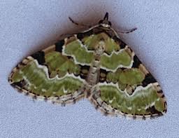 Attēlu rezultāti vaicājumam “Colostygia pectinataria male”