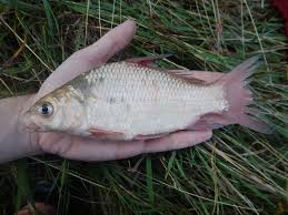 Image result for Ictiobus bubalus