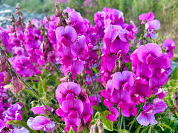 Attēlu rezultāti vaicājumam “Lathyrus latifolius fruit”