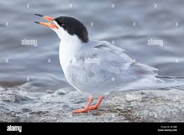 Attēlu rezultāti vaicājumam “Sterna hirundo”