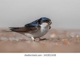 Attēlu rezultāti vaicājumam “Delichon urbicum”