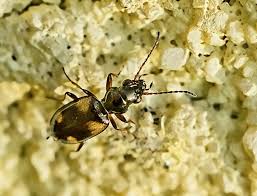 Attēlu rezultāti vaicājumam “Bembidion quadrimaculatum”