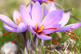 Attēlu rezultāti vaicājumam “Crocus”