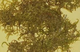 Attēlu rezultāti vaicājumam “Rhytidiadelphus subpinnatus”