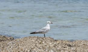 Image result for Larus audouinii