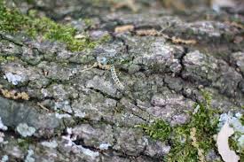 Attēlu rezultāti vaicājumam “Pieris rapae larva”