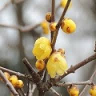 「フェンベルク・ストライフ フェンネル大陸・偽王伝」の画像検索結果