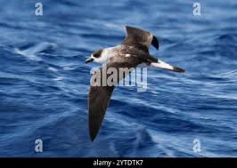 Image result for Pterodroma hasitata