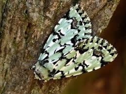 Attēlu rezultāti vaicājumam “Moma alpium”