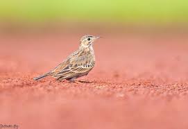 Image result for Anthus godlewskii