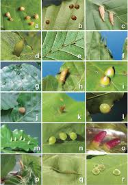 Attēlu rezultāti vaicājumam “Rabdophaga heterobia”