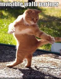 Image result for invisible cat